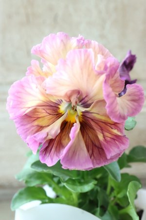 画像2: パンジー〜彩翠華・yuragi〜 No.6