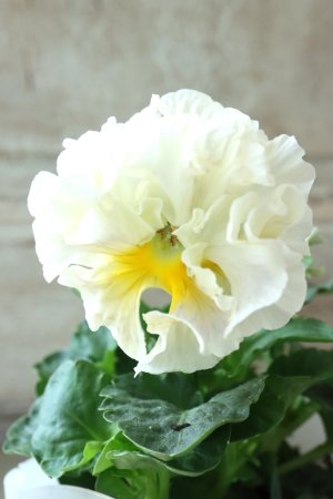 画像2: パンジー〜彩翠華・yuragi〜 No.13