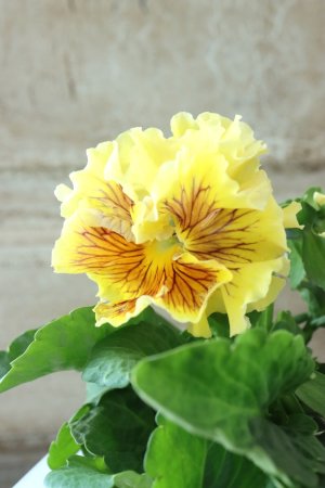 画像3: パンジー〜彩翠華・yuragi〜 No.25