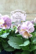 Viola le Petit Trianon "Crig Laurencin"〜プチトリアノン ローランサングレー〜