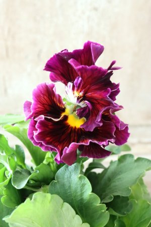 画像2: パンジー〜彩翠華・yuragi〜 No.28