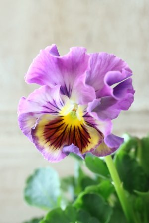 画像2: パンジー〜彩翠華・yuragi〜 No.22