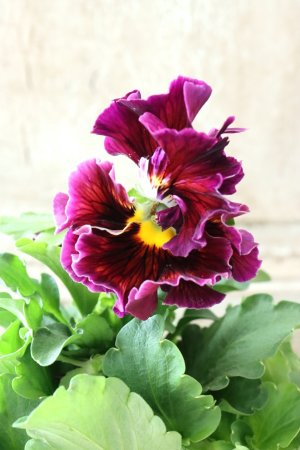 画像3: パンジー〜彩翠華・yuragi〜 No.28