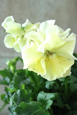 画像3: パンジー〜彩翠華・fuwari〜 No.11