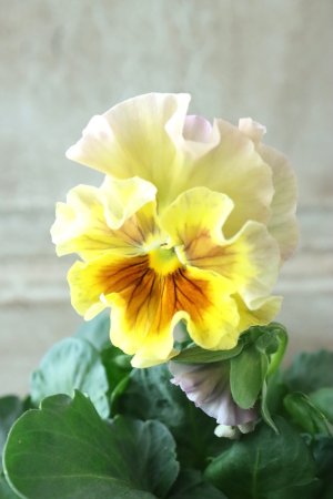 画像3: パンジー〜彩翠華・fuwari〜 No.6