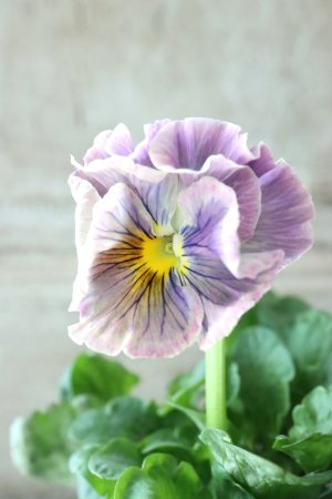 画像2: パンジー〜彩翠華・fuwari〜 No.18