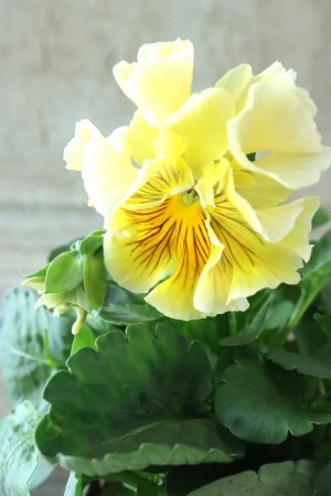 画像1: パンジー〜彩翠華・fuwari〜 No.8