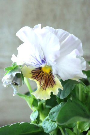 画像3: パンジー〜彩翠華・fuwari〜 No.31