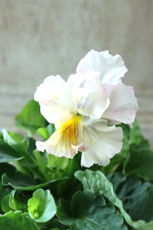 画像2: パンジー〜彩翠華・fuwari〜 No.29