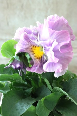 画像1: パンジー〜彩翠華・fuwari〜 No.1