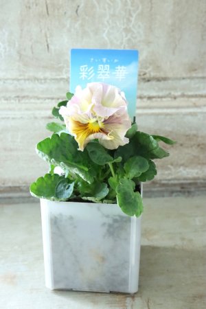 画像4: パンジー〜彩翠華・fuwari〜 No.5