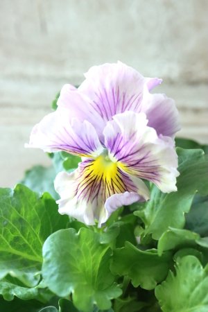 画像4: パンジー〜彩翠華・yuragi〜 No.30