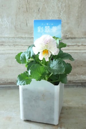 画像4: パンジー〜彩翠華・fuwari〜 No.10