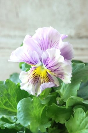 画像2: パンジー〜彩翠華・yuragi〜 No.30