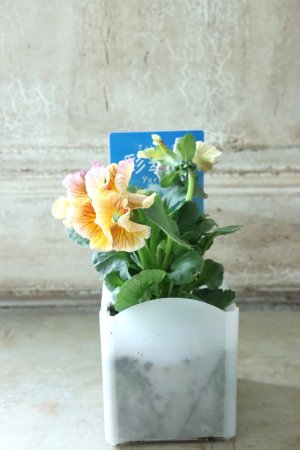 画像4: パンジー〜彩翠華・yuragi〜 No.34