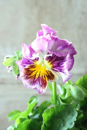 画像1: パンジー〜彩翠華・fuwari〜 No.21