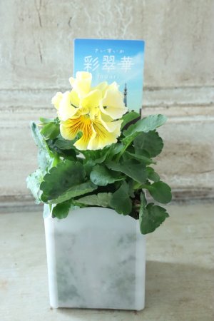 画像4: パンジー〜彩翠華・fuwari〜 No.8