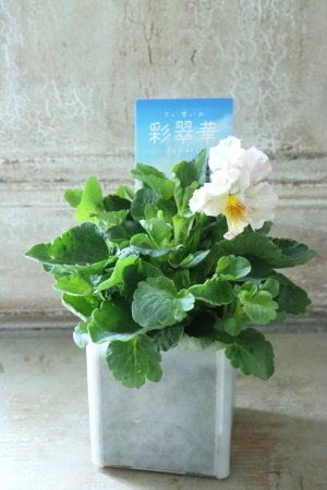 画像4: パンジー〜彩翠華・fuwari〜 No.29