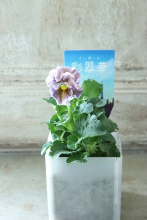 画像4: パンジー〜彩翠華・fuwari〜 No.19