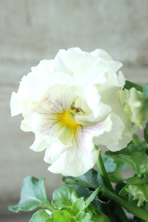 画像1: パンジー〜彩翠華・fuwari〜 No.33