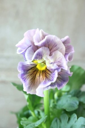 画像2: パンジー〜彩翠華・fuwari〜 No.19