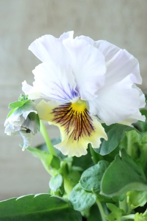 画像2: パンジー〜彩翠華・fuwari〜 No.31