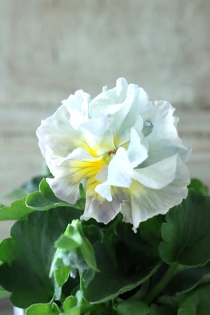 画像3: パンジー〜彩翠華・fuwari〜 No.26