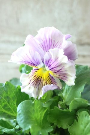 画像1: パンジー〜彩翠華・yuragi〜 No.30