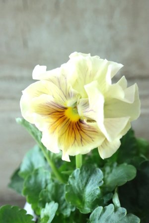 画像3: パンジー〜彩翠華・fuwari〜 No.3