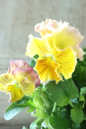 画像1: パンジー〜彩翠華・fuwari〜 No.25