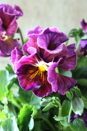 画像1: パンジー〜彩翠華・fuwari〜 No.24