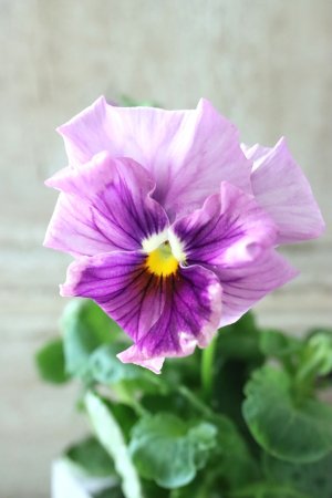 画像3: パンジー〜彩翠華・fuwari〜 No.17