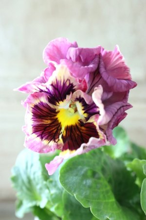 画像1: パンジー〜彩翠華・fuwari〜 No.30