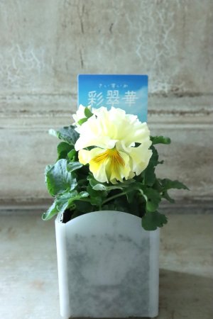 画像4: パンジー〜彩翠華・fuwari〜 No.16