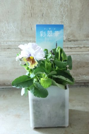 画像4: パンジー〜彩翠華・fuwari〜 No.31