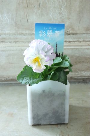 画像4: パンジー〜彩翠華・fuwari〜 No.7