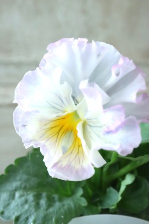 画像3: パンジー〜彩翠華・fuwari〜 No.7