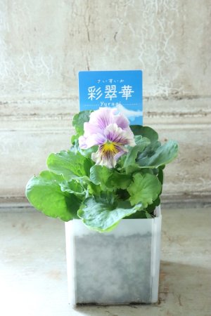 画像5: パンジー〜彩翠華・yuragi〜 No.30