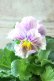 画像3: パンジー〜彩翠華・yuragi〜 No.30 (3)