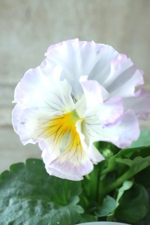 画像1: パンジー〜彩翠華・fuwari〜 No.7