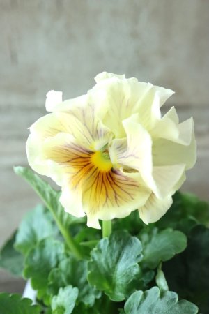 画像2: パンジー〜彩翠華・fuwari〜 No.3