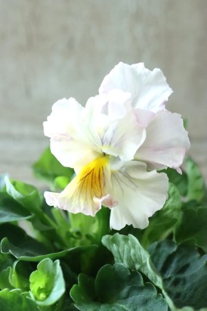 画像1: パンジー〜彩翠華・fuwari〜 No.29