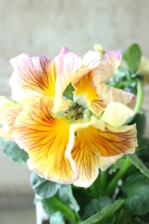 画像2: パンジー〜彩翠華・yuragi〜 No.34