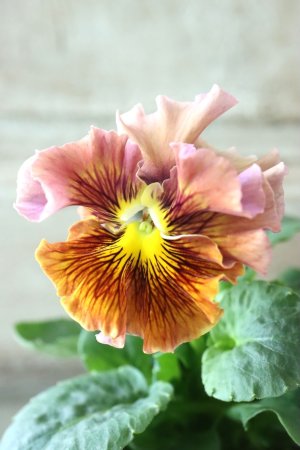 画像3: パンジー〜彩翠華・fuwari〜 No.14