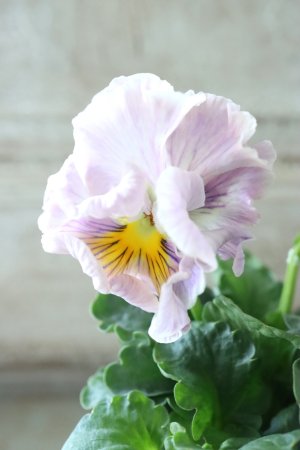 画像1: パンジー〜彩翠華・yuragi〜 No.29