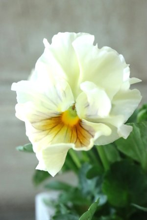 画像1: パンジー〜彩翠華・fuwari〜 No.15