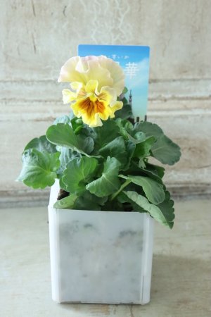 画像4: パンジー〜彩翠華・fuwari〜 No.6