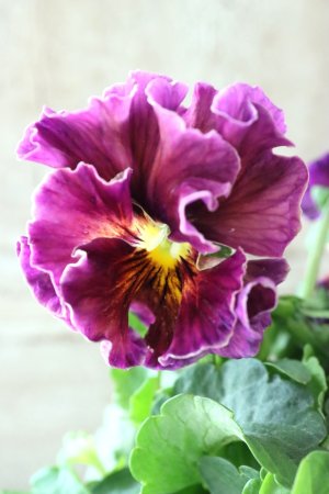 画像3: パンジー〜彩翠華・fuwari〜 No.24