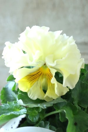 画像3: パンジー〜彩翠華・fuwari〜 No.16