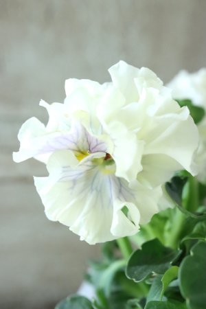 画像3: パンジー〜彩翠華・fuwari〜 No.33